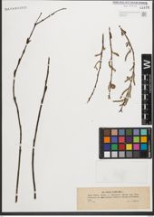 Foto von Salix purpurea L.